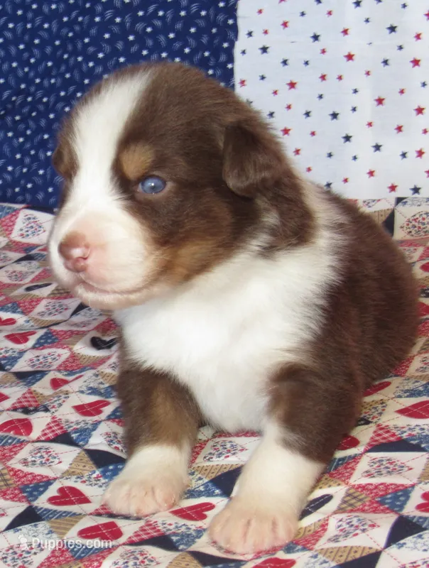 Bentley NBT AKC Purebred – Australian Shepherd puppy for sale in Lynchburg, VA