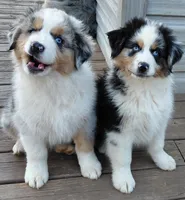 Emmett BMM AKC Purebred REDUCED!, a male Australian Shepherd for sale in Lynchburg, VA – 9 of 10