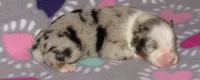 Stella BMF NO Dock NBT AKC, a female Australian Shepherd for sale in Lynchburg, VA – 2 of 10