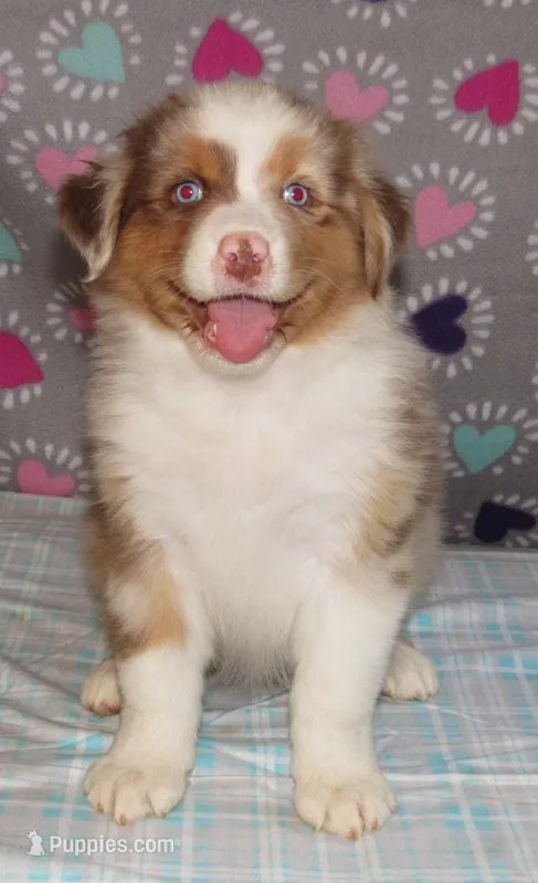 Poppy RMF NO Dock Tail NBT – Australian Shepherd puppy on hold in Lynchburg, VA