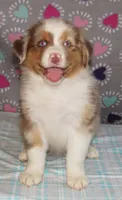 Poppy RMF NO Dock Tail NBT, a female Australian Shepherd for sale in Lynchburg, VA – 1 of 10