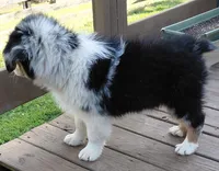 Emmett BMM AKC Purebred REDUCED!, a male Australian Shepherd for sale in Lynchburg, VA – 8 of 10