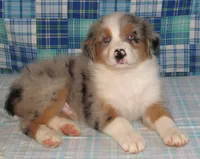 Yarra  AKC BMM, a male Australian Shepherd for sale in Lynchburg, VA – 10 of 10