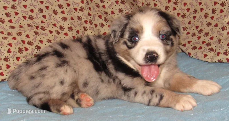 Briar  AKC BMF – Australian Shepherd puppy for sale in Lynchburg, VA