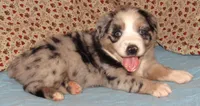 Briar  AKC BMF, a female Australian Shepherd for sale in Lynchburg, VA – 2 of 10