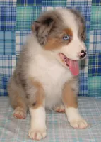 Yarra  AKC BMM, a male Australian Shepherd for sale in Lynchburg, VA – 4 of 10