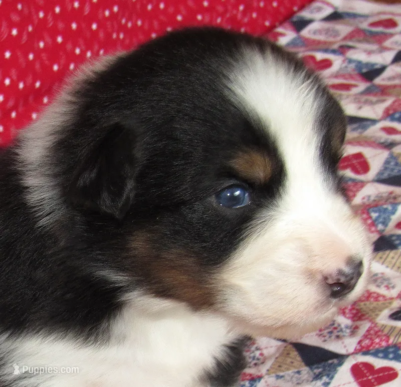 Gus BTM NO Dock NBT AKC – Australian Shepherd puppy for sale in Lynchburg, VA