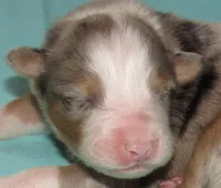 Finn BMM No Dock NBT AKC, a male Australian Shepherd for sale in Lynchburg, VA – 4 of 10