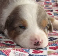 Yarra  AKC BMM, a male Australian Shepherd for sale in Lynchburg, VA – 7 of 10
