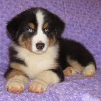 Mystic BTM AKC, a male Australian Shepherd for sale in Lynchburg, VA – 1 of 10