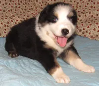 Marinda  AKC BTF NBT, a female Australian Shepherd for sale in Lynchburg, VA – 4 of 10