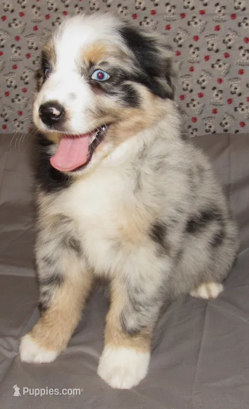 Briar  AKC BMF – Australian Shepherd puppy on hold in Lynchburg, VA
