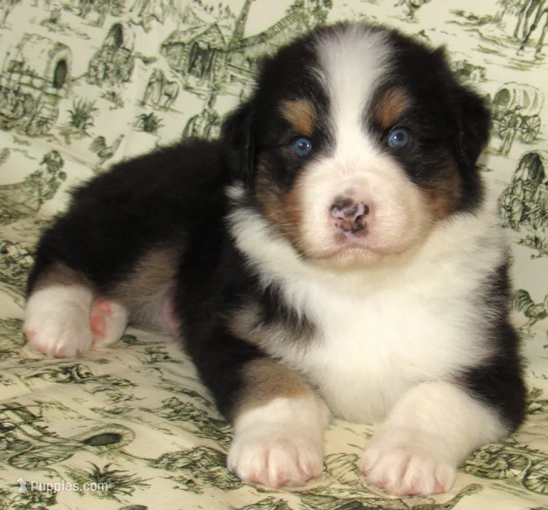 Mystic BTM AKC – Australian Shepherd puppy for sale in Lynchburg, VA
