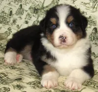 Mystic BTM AKC, a male Australian Shepherd for sale in Lynchburg, VA – 2 of 10