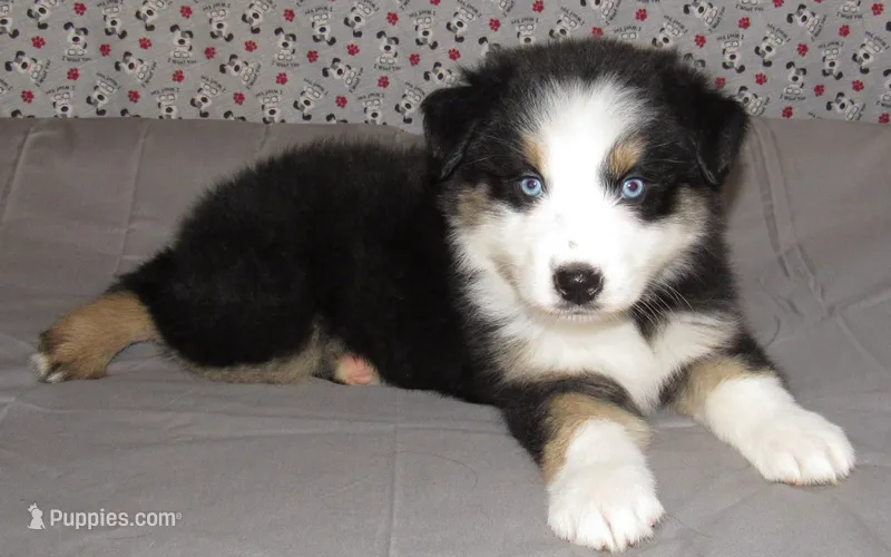 Marinda  REDUCED AKC BTF NBT – Australian Shepherd puppy for sale in Lynchburg, VA