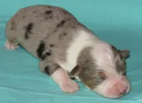 Yarra, a male Australian Shepherd for sale in Lynchburg, VA – 10 of 10