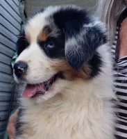 Emmett BMM AKC Purebred REDUCED!, a male Australian Shepherd for sale in Lynchburg, VA – 3 of 10