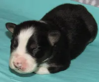 Gus BTM NO Dock NBT AKC, a male Australian Shepherd for sale in Lynchburg, VA – 4 of 9