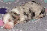 Stella BMF NO Dock NBT AKC, a female Australian Shepherd for sale in Lynchburg, VA – 3 of 10