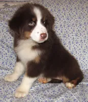 Millee RTF NO Dock NBT AKC, a female Australian Shepherd for sale in Lynchburg, VA – 6 of 7