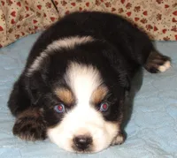 Marva AKC BTF NBT, a female Australian Shepherd for sale in Lynchburg, VA – 9 of 10
