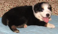 Marinda  AKC BTF NBT, a female Australian Shepherd for sale in Lynchburg, VA – 10 of 10