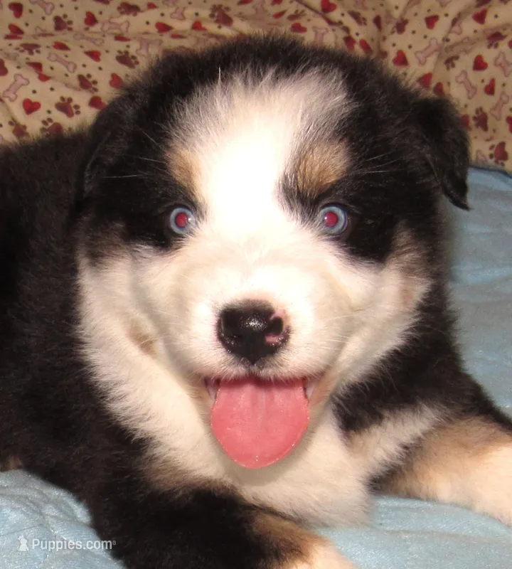 Marinda NBT – Australian Shepherd puppy for sale in Lynchburg, VA
