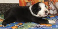 Marinda NBT, a female Australian Shepherd for sale in Lynchburg, VA – 10 of 10