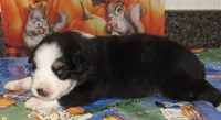 Marinda NBT, a female Australian Shepherd for sale in Lynchburg, VA – 3 of 10