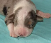 Yarra, a male Australian Shepherd for sale in Lynchburg, VA – 4 of 10