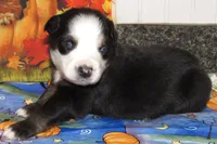 Animal, a male Australian Shepherd for sale in Lynchburg, VA – 6 of 10
