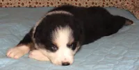 Marinda  AKC BTF NBT, a female Australian Shepherd for sale in Lynchburg, VA – 8 of 10