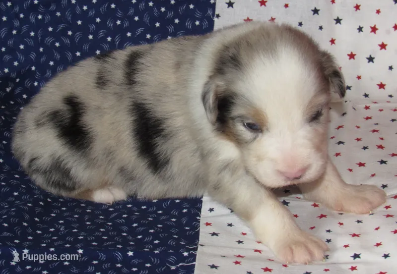 Stella BMF NO Dock NBT AKC – Australian Shepherd puppy for sale in Lynchburg, VA
