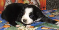 Mirri, a female Australian Shepherd for sale in Lynchburg, VA – 10 of 10