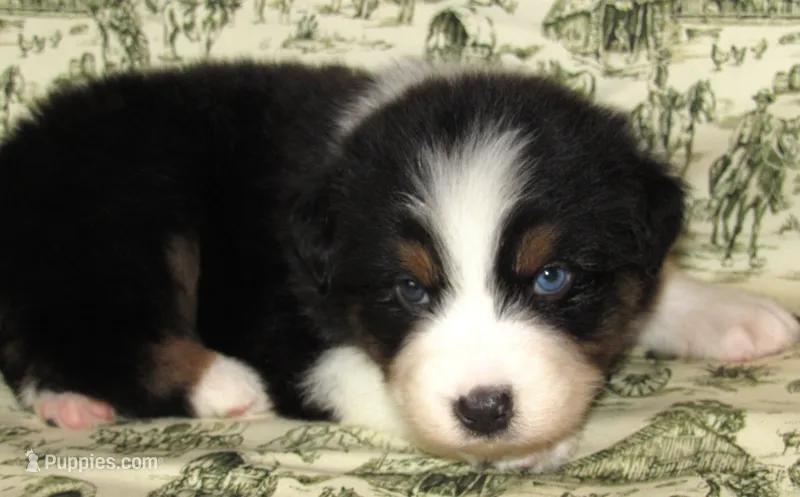 Gus BTM NO Dock NBT AKC – Australian Shepherd puppy for sale in Lynchburg, VA