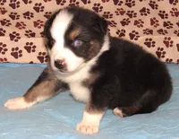 Odin AKC  NBT, a male Australian Shepherd for sale in Lynchburg, VA – 8 of 10
