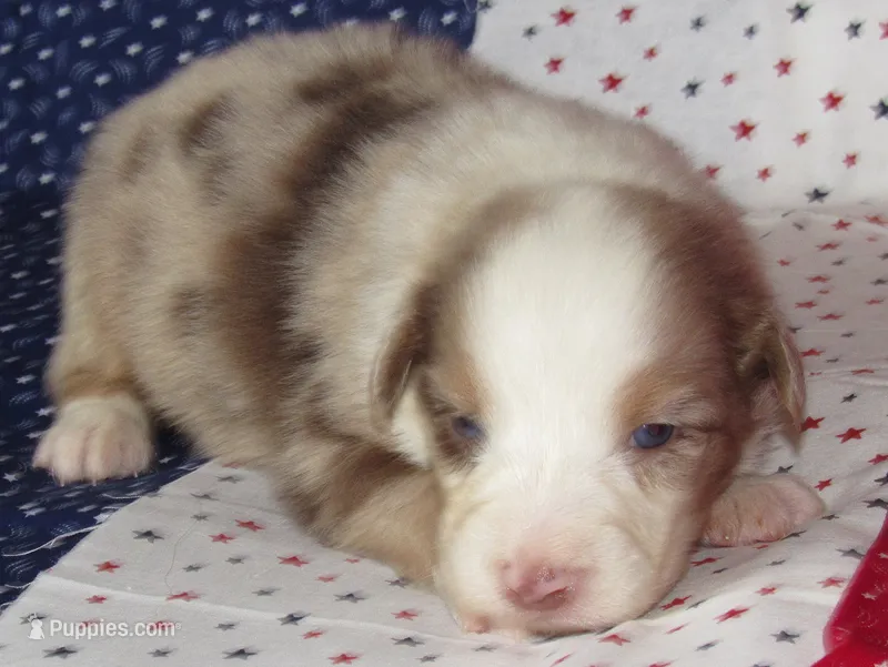 KoKo RMF AKC – Australian Shepherd puppy for sale in Lynchburg, VA