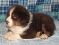 Bentley NBT AKC Purebred, a male Australian Shepherd for sale in Lynchburg, VA – 6 of 10