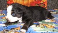 Animal, a male Australian Shepherd for sale in Lynchburg, VA – 10 of 10