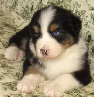 Mystic BTM AKC, a male Australian Shepherd for sale in Lynchburg, VA – 7 of 10