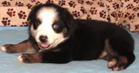 Animal  BTM NBT, a male Australian Shepherd for sale in Lynchburg, VA – 1 of 10
