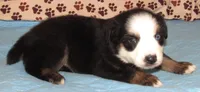Animal  BTM NBT, a male Australian Shepherd for sale in Lynchburg, VA – 3 of 10