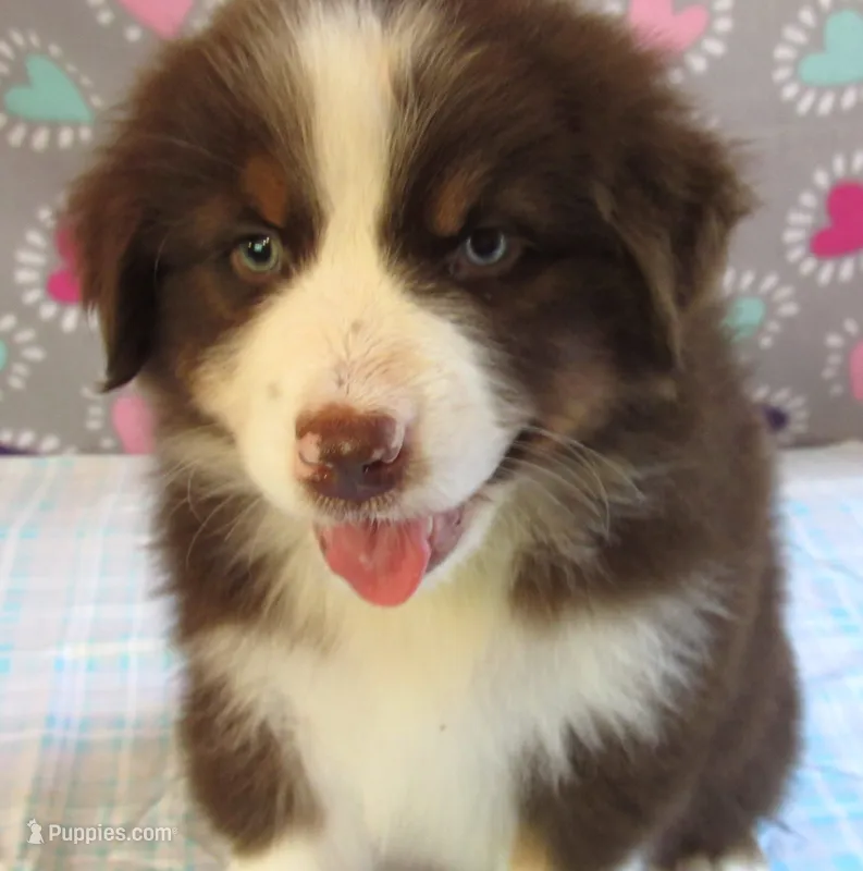 Millee RTF NO Dock NBT AKC – Australian Shepherd puppy for sale in Lynchburg, VA
