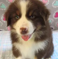 Millee RTF NO Dock NBT AKC, a female Australian Shepherd for sale in Lynchburg, VA – 1 of 10