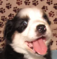 Animal  BTM NBT, a male Australian Shepherd for sale in Lynchburg, VA – 5 of 10