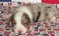 Yarra  AKC BMM, a male Australian Shepherd for sale in Lynchburg, VA – 8 of 10