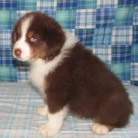 Bentley NBT AKC Purebred, a male Australian Shepherd for sale in Lynchburg, VA – 8 of 10