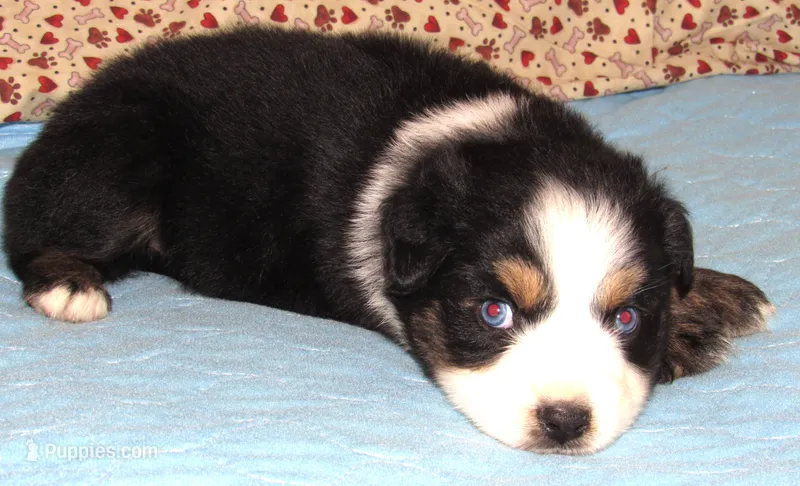 Marva NBT – Australian Shepherd puppy for sale in Lynchburg, VA