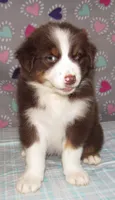 Millee RTF NO Dock NBT AKC, a female Australian Shepherd for sale in Lynchburg, VA – 3 of 10