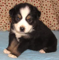 Zinnea BTF AKC, a female Australian Shepherd for sale in Lynchburg, VA – 9 of 10